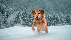 Může být na venčení psa příliš chladno: Tohle by měl vědět každý majitel