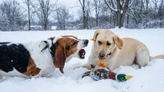 Co dělat, když pes neustále štěká na jiné psy: kynolog radí účinné tipy